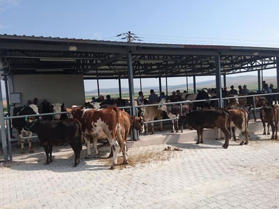 Aslanapa Belediyesi Canlı Hayvan Pazarı ve Borsası 13 Ağustos'a kadar her gün açık